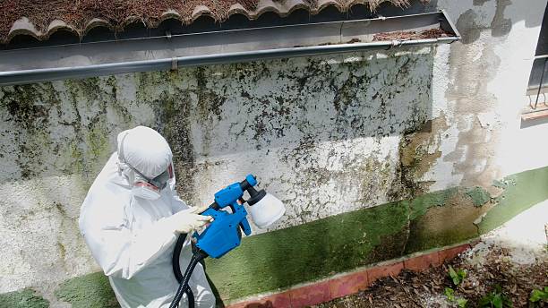 Trusted Commercial Mold Remediation service in Glen Arbor, MI - Cheap Mold Removal